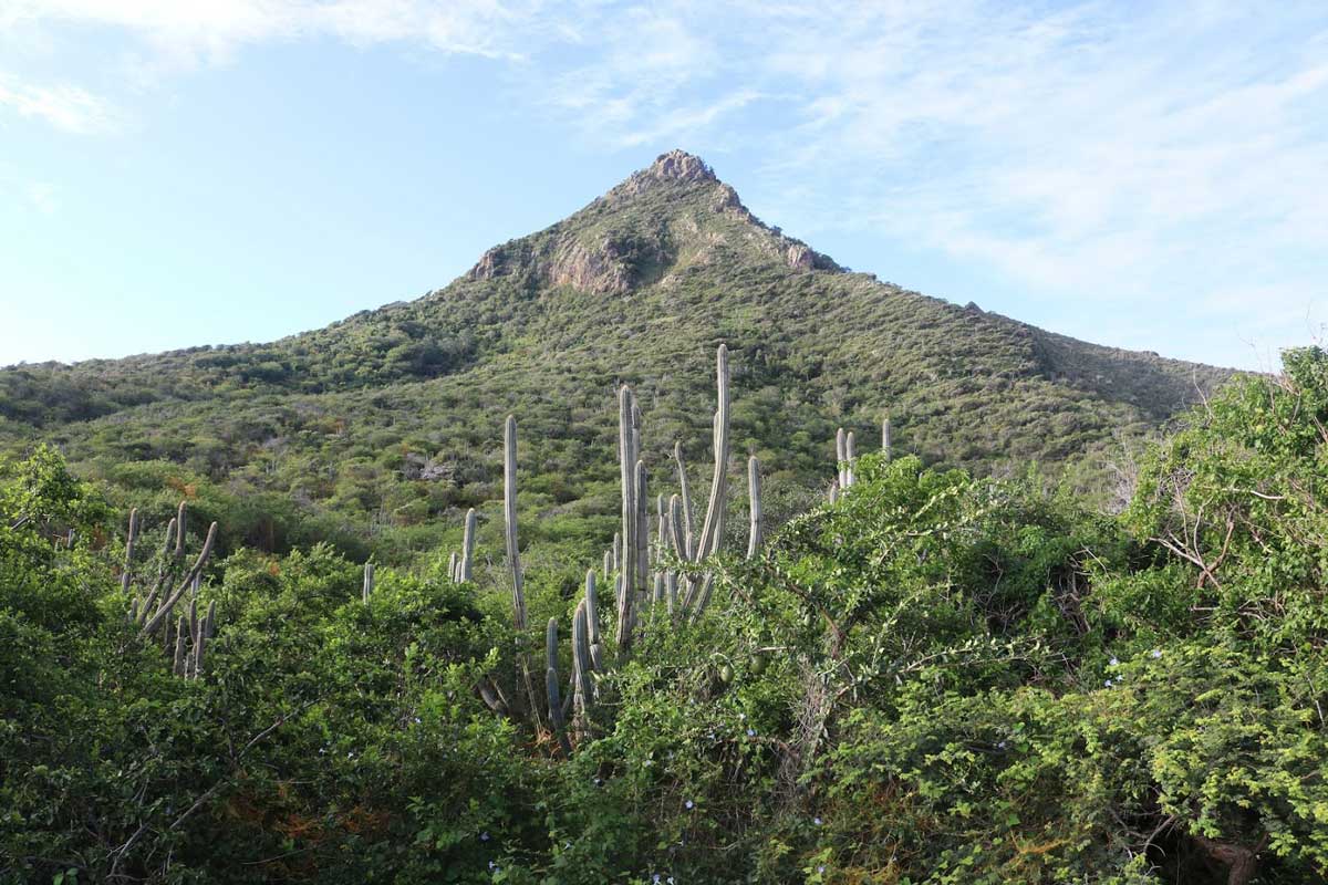 cacti mountain